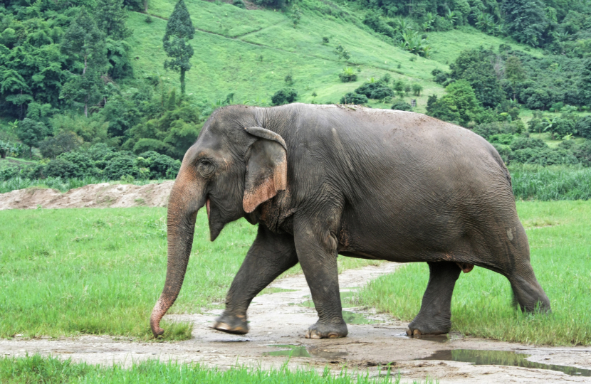 Asian Elephant