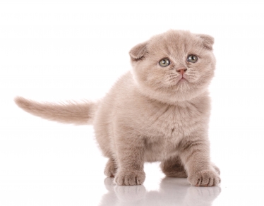 Scottish Fold Cat